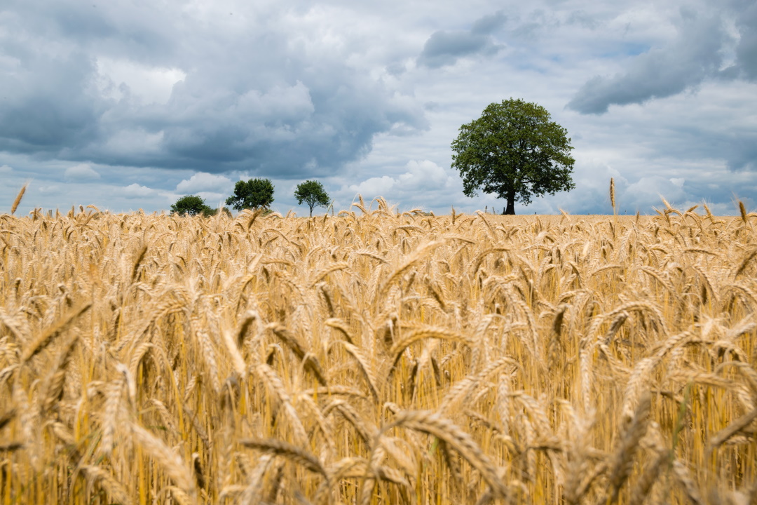 barley harvest